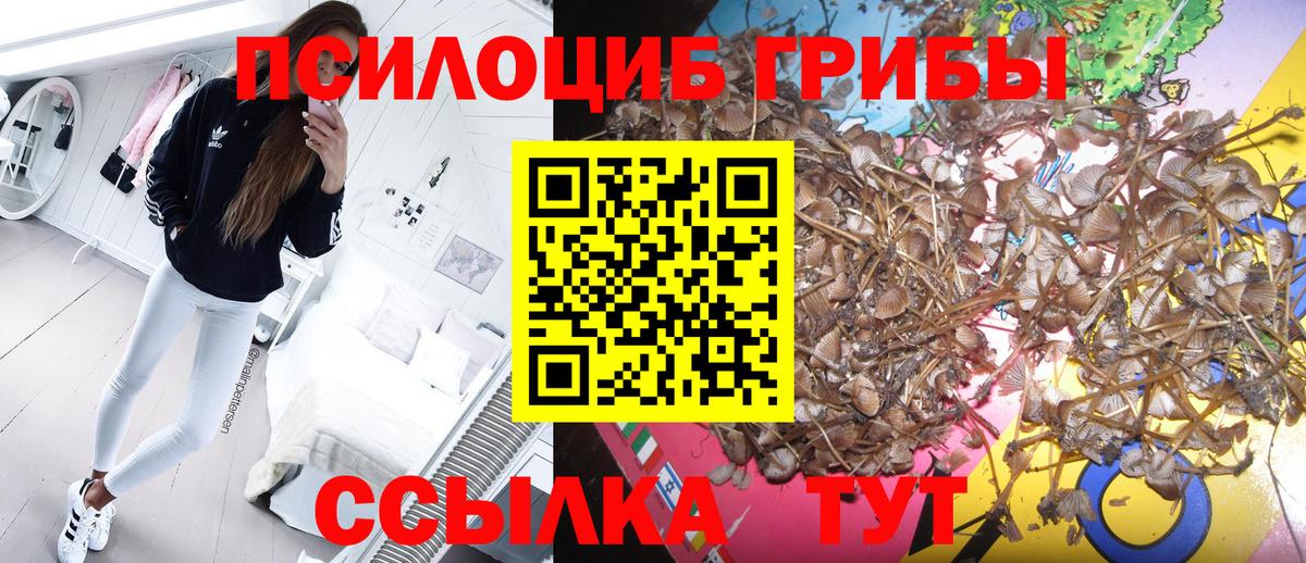 Псилоцибиновые грибы прущие грибы Абакан